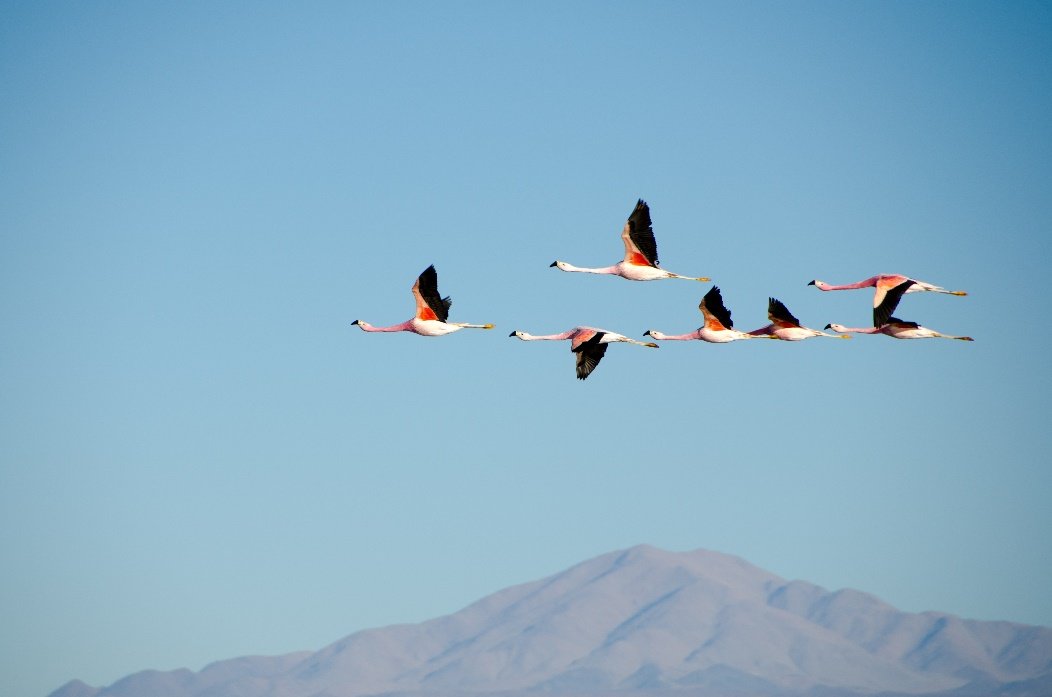 Aves migrando