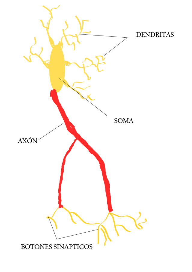 Estructura básica de una neurona