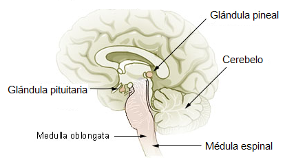 Ubicación de glándula pituitaria