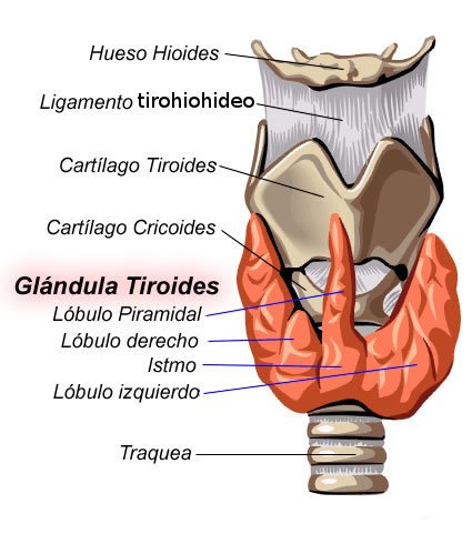 Glándulas tiroides
