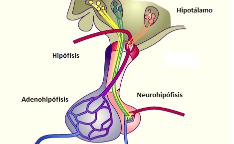 Glándula hipófisis