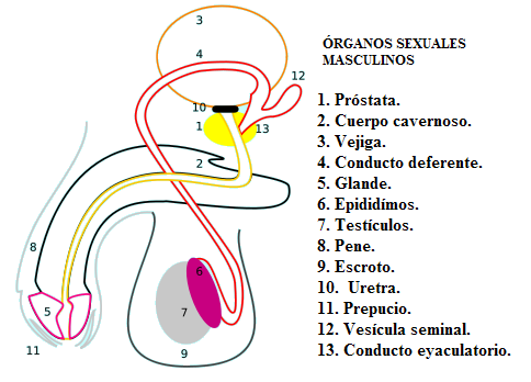 Ubicación de los testículos dentro del conjunto de órganos sexuales masculinos