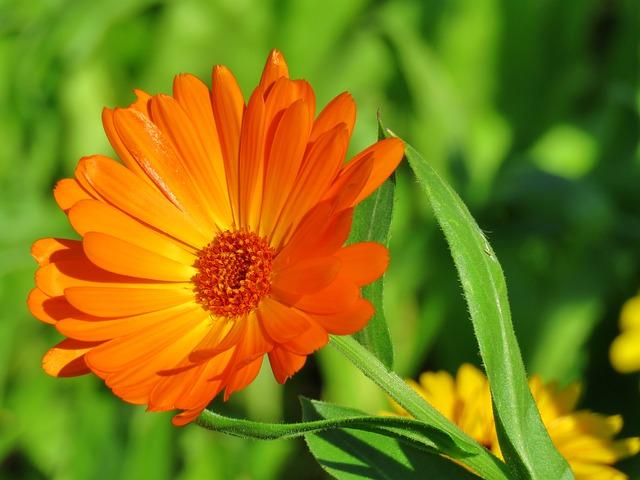 planta_de_calendula